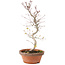Acer palmatum, 26 cm, ± 5 years old