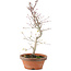 Acer palmatum, 26 cm, ± 5 jaar oud