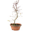 Acer palmatum, 26 cm, ± 5 Jahre alt