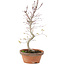 Acer palmatum, 26 cm, ± 5 jaar oud