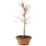 Acer palmatum, 27 cm, ± 5 anni