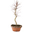 Acer palmatum, 27 cm, ± 5 years old