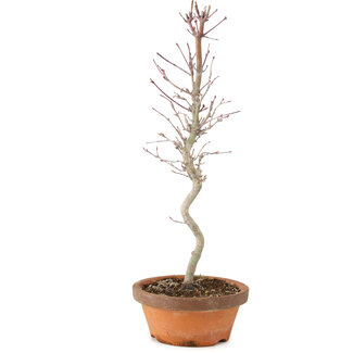 Acer palmatum, 31 cm, ± 5 Jahre alt