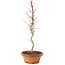 Acer palmatum, 31 cm, ± 5 Jahre alt