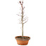 Acer palmatum, 31 cm, ± 5 jaar oud