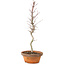 Acer palmatum, 31 cm, ± 5 years old