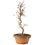 Acer palmatum, 25 cm, ± 4 years old