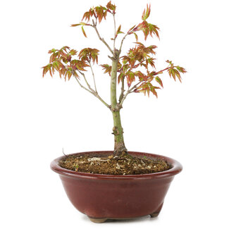 Acer palmatum Kiohime, 13 cm, ± 4 Jahre alt