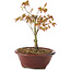 Acer palmatum Kiohime, 13 cm, ± 4 anni