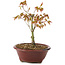 Acer palmatum Kiohime, 13 cm, ± 4 jaar oud