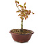 Acer palmatum Kiohime, 13 cm, ± 4 Jahre alt