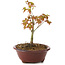 Acer palmatum Kiohime, 13 cm, ± 4 anni