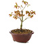 Acer palmatum Kiohime, 13 cm, ± 4 anni