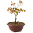 Acer palmatum Kiohime, 13 cm, ± 4 anni