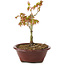 Acer palmatum Kiohime, 13 cm, ± 4 jaar oud
