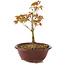 Acer palmatum Kiohime, 13 cm, ± 4 anni