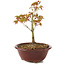 Acer palmatum Kiohime, 13 cm, ± 4 Jahre alt