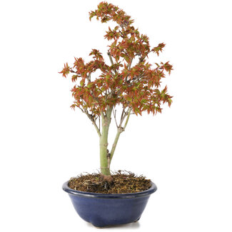 Acer palmatum Kiohime, 20 cm, ± 4 anni