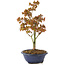 Acer palmatum Kiohime, 20 cm, ± 4 Jahre alt