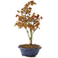 Acer palmatum Kiohime, 20 cm, ± 4 jaar oud