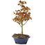 Acer palmatum Kiohime, 20 cm, ± 4 jaar oud