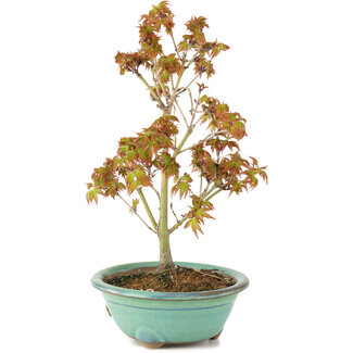 Acer palmatum Kiohime, 19 cm, ± 4 Jahre alt