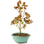 Acer palmatum Kiohime, 19 cm, ± 4 Jahre alt