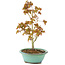 Acer palmatum Kiohime, 19 cm, ± 4 Jahre alt