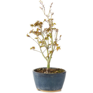 Acer palmatum Kiohime, 19 cm, ± 4 Jahre alt