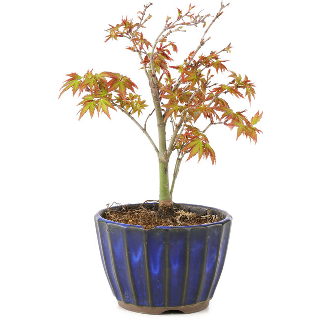 Acer palmatum Kiohime, 15 cm, ± 4 jaar oud, met een chip aan de pot