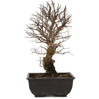 Olmo di corteccia di sughero con foglie piccole, 17 cm, ± 8 anni - Bonsai  Plaza