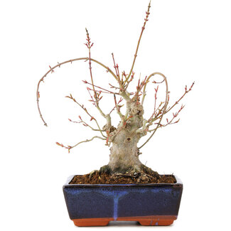 Acer palmatum, 19 cm, ± 15 jaar oud