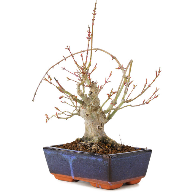Acer palmatum, 19 cm, ± 15 anni