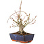 Acer palmatum, 19 cm, ± 15 jaar oud