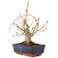 Acer palmatum, 19 cm, ± 15 Jahre alt