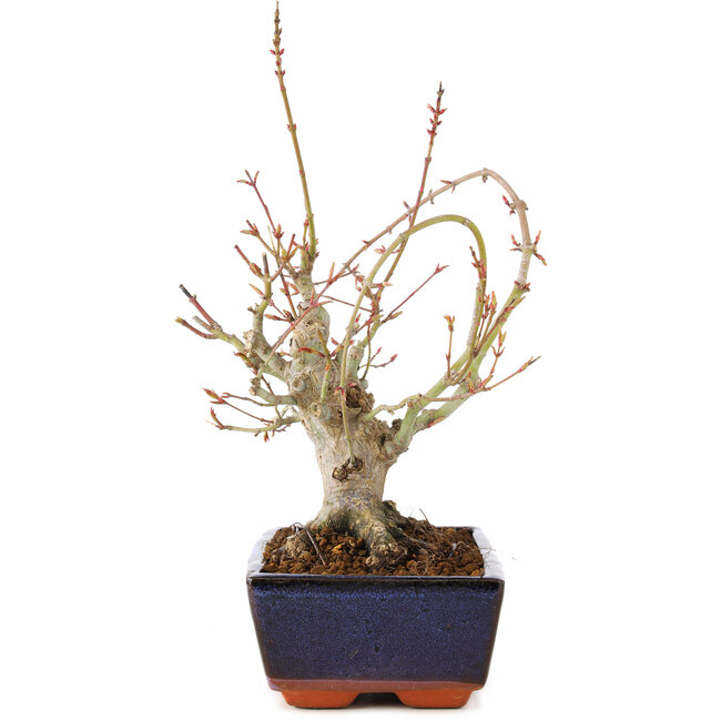 Acer palmatum, 19 cm, ± 15 años