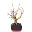 Acer palmatum, 19 cm, ± 15 ans