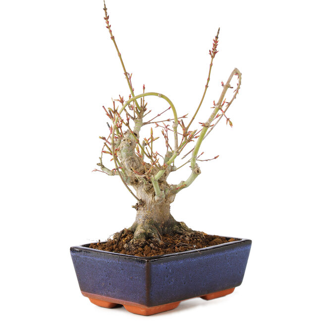 Acer palmatum, 19 cm, ± 15 years old