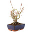 Acer palmatum, 19 cm, ± 15 años