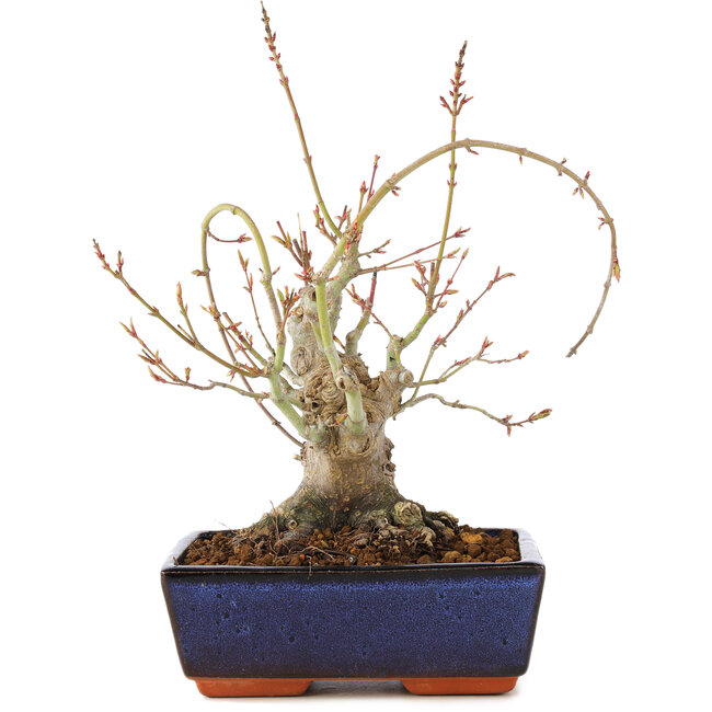 Acer palmatum, 19 cm, ± 15 ans