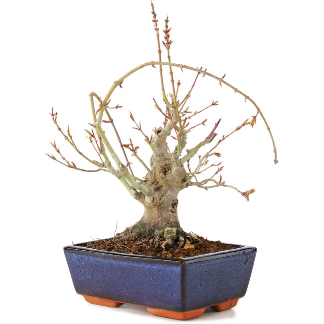 Acer palmatum, 19 cm, ± 15 ans