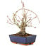 Acer palmatum, 19 cm, ± 15 anni