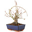 Acer palmatum, 19 cm, ± 15 jaar oud
