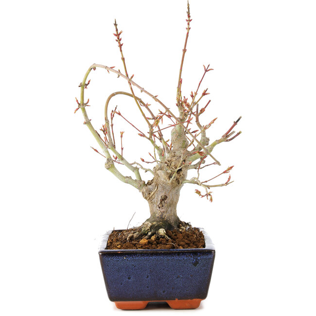 Acer palmatum, 19 cm, ± 15 ans