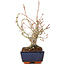 Acer palmatum, 19 cm, ± 15 años
