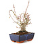 Acer palmatum, 19 cm, ± 15 años