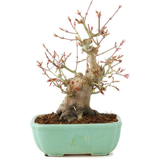 Acer palmatum, 20 cm, ± 15 jaar oud