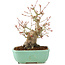 Acer palmatum, 20 cm, ± 15 años