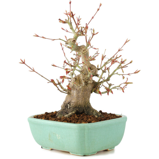 Acer palmatum, 20 cm, ± 15 years old