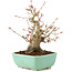 Acer palmatum, 20 cm, ± 15 años